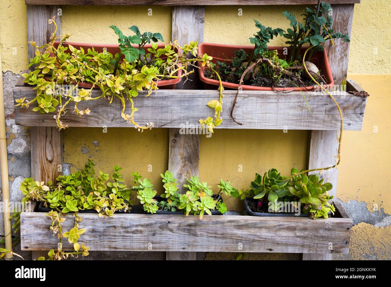 Pots avec plantes dans un semoir en bois fait d'une vieille palette en bois Banque D'Images