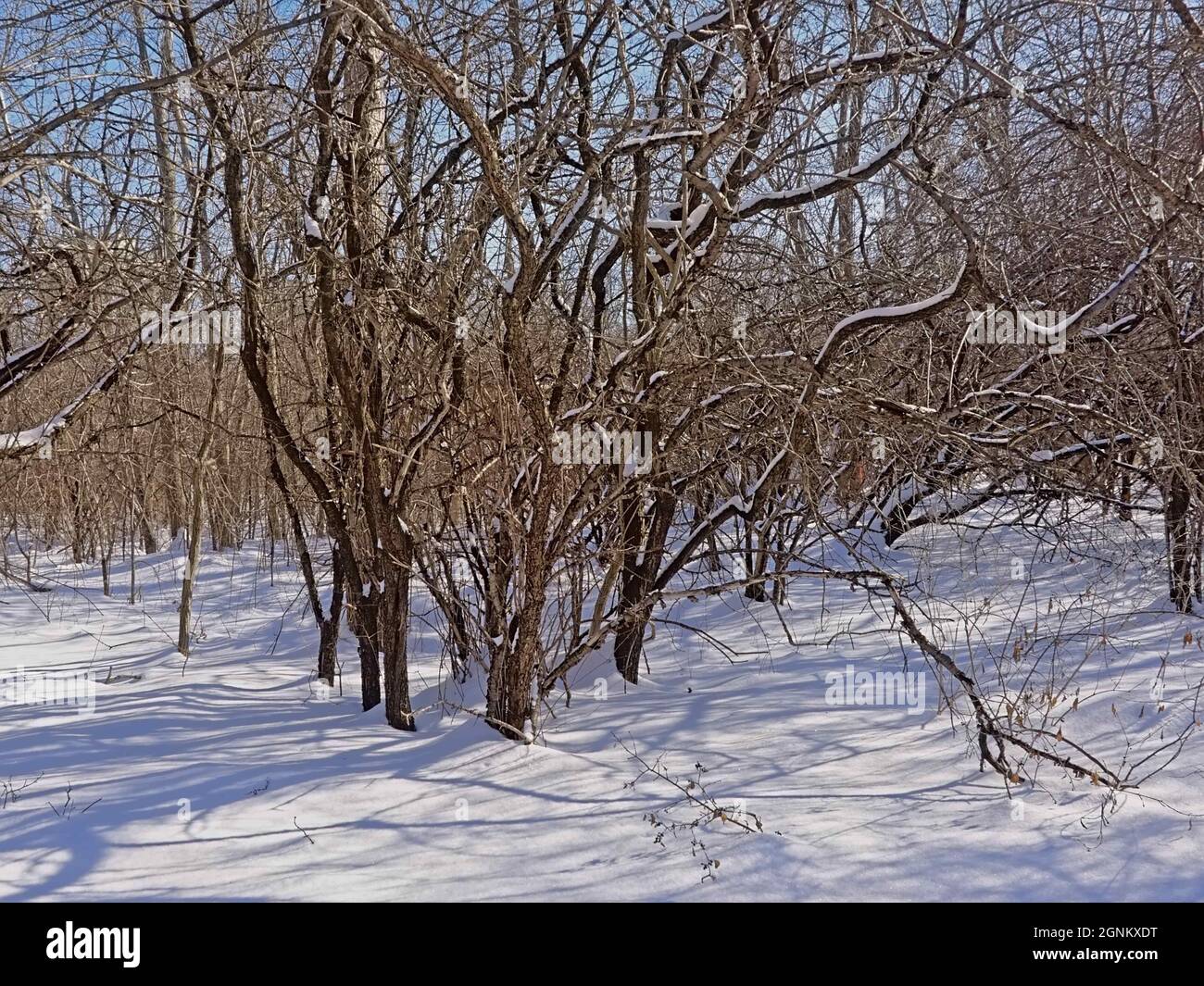 Des arbres et des arbustes dénudés avec des branches et des ombres dans la neige par temps ensoleillé avec un ciel bleu clair en Ontario, au Canada Banque D'Images