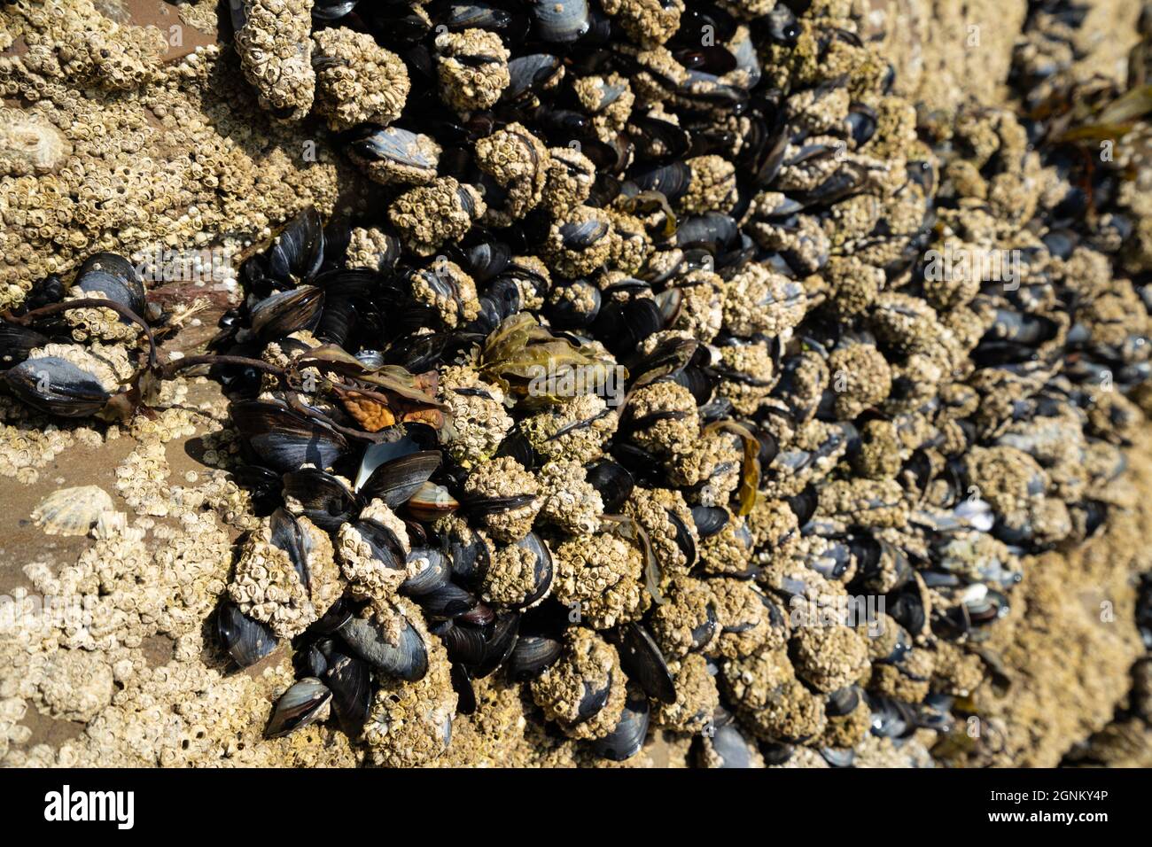 Moules et bernacles sur la côte rocheuse à marée basse en Cornouailles Banque D'Images