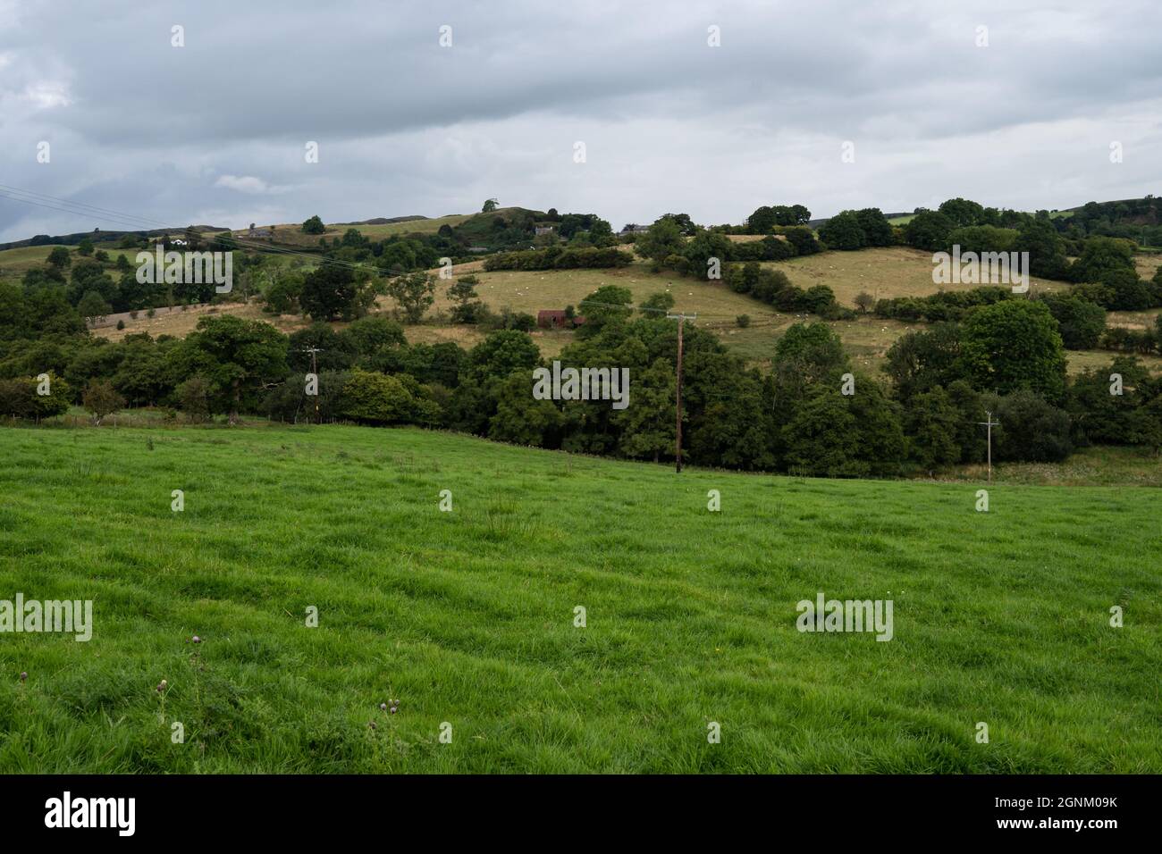 Campagne verdoyante avec champs et bois au pays de Galles Banque D'Images