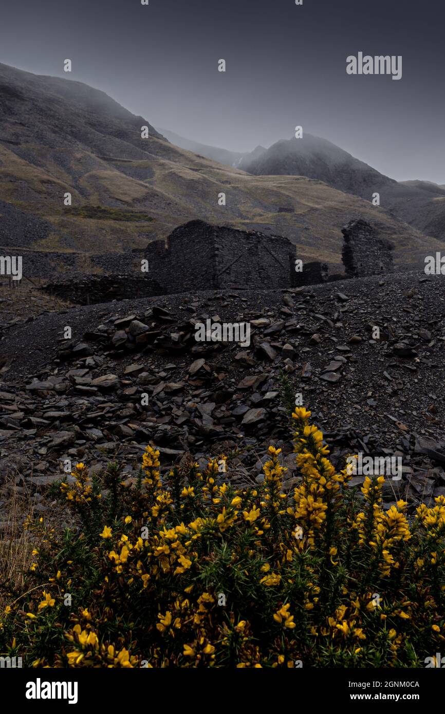Bâtiments en ardoise en ruine avec des fleurs gorses jaunes dans le paysage spectaculaire des montagnes galloises Banque D'Images