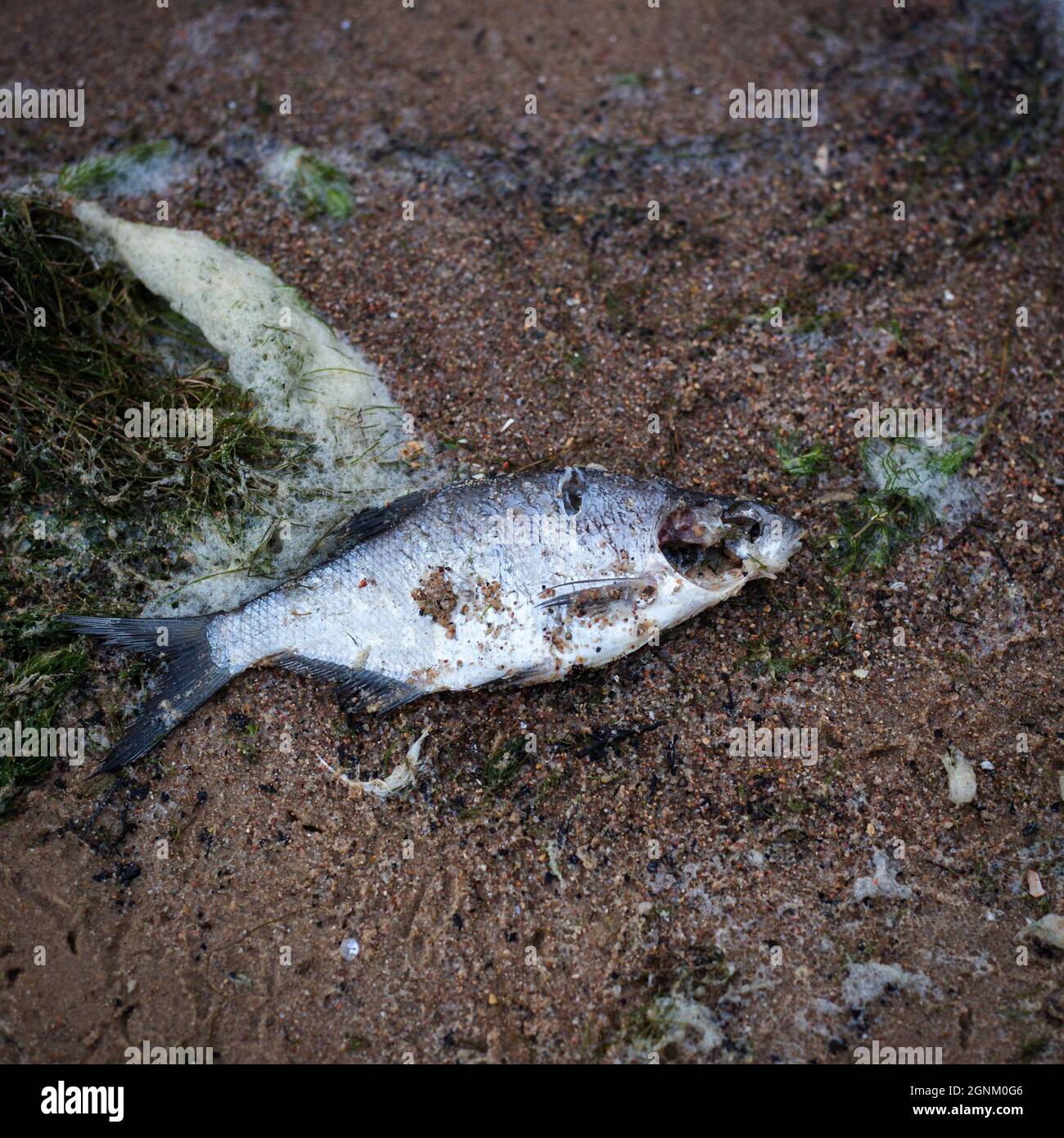 Squelette de poisson sur la plage Banque de photographies et d’images à