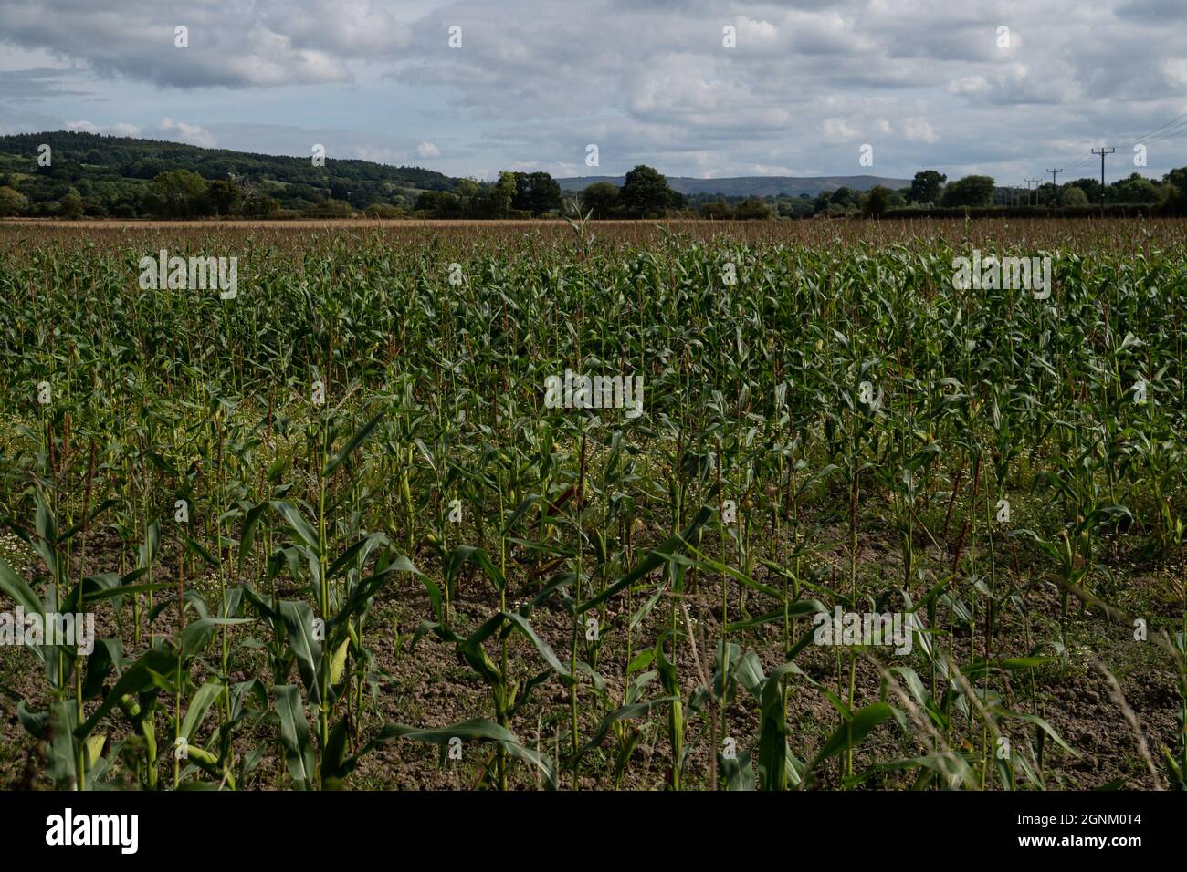 Champ de culture de maïs dans la campagne galloise rurale avec collines ondulantes et ciel nuageux Banque D'Images