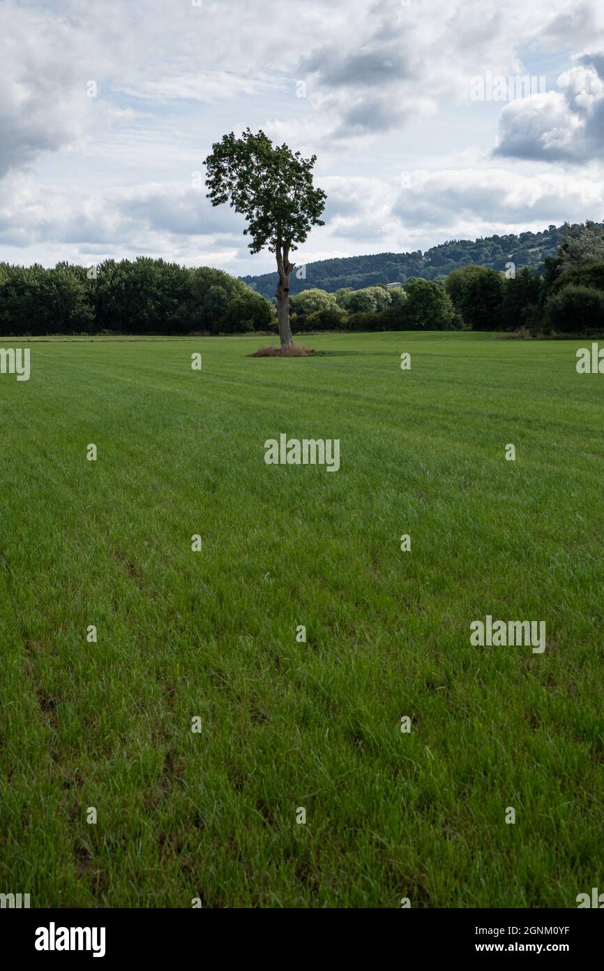Arbre solitaire dans le champ vert avec des collines ondulantes et ciel nuageux dans la campagne galloise Banque D'Images