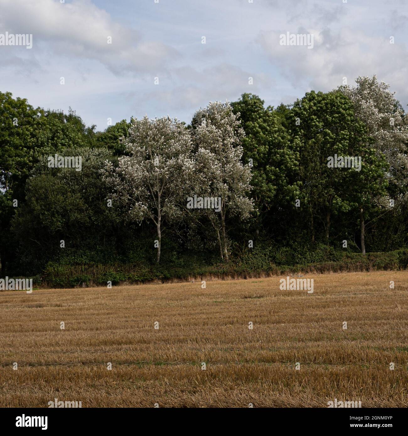 Champ récolté avec des arbres matures et ciel nuageux dans la campagne galloise Banque D'Images