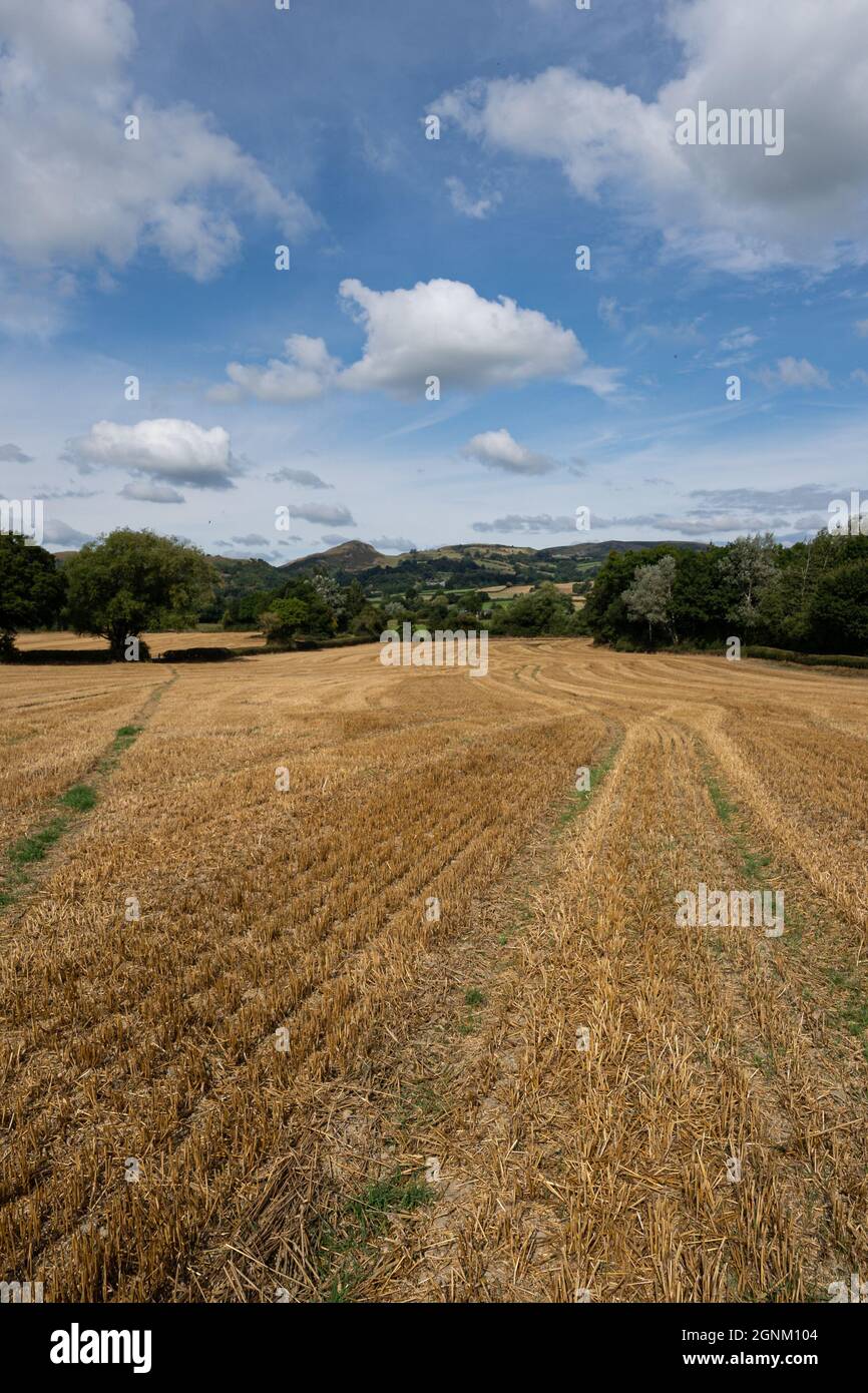 Champ de blé récolté avec des rangées de chaumes dans la campagne galloise sous ciel bleu nuageux Banque D'Images