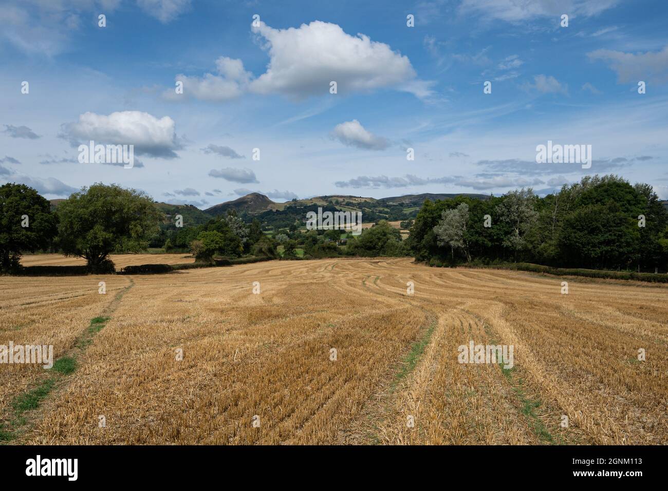 Champ de blé récolté avec collines ondulantes et ciel bleu dans la campagne galloise Banque D'Images