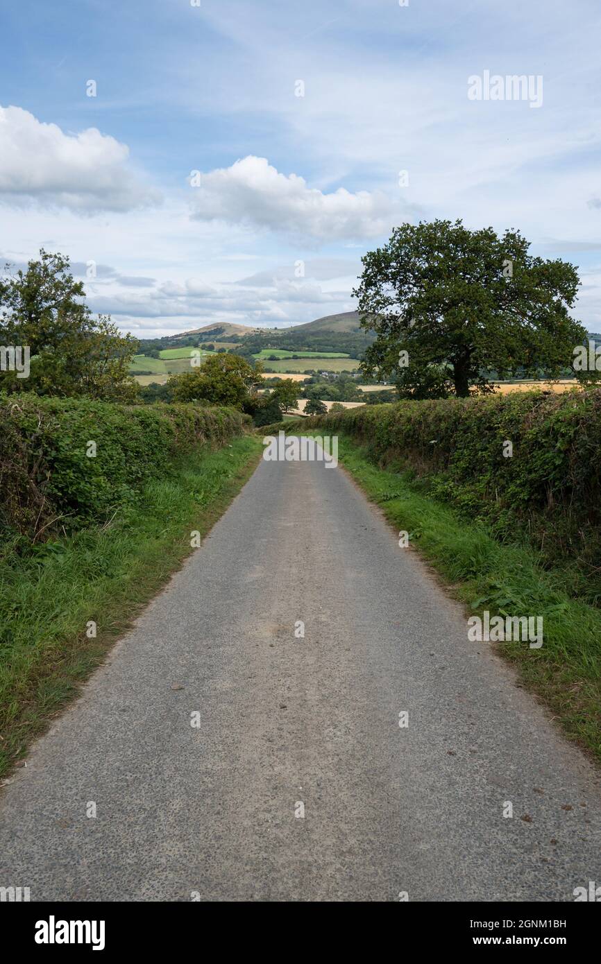 Ruelle de campagne tranquille à travers la campagne galloise avec des collines ondulantes et des haies Banque D'Images