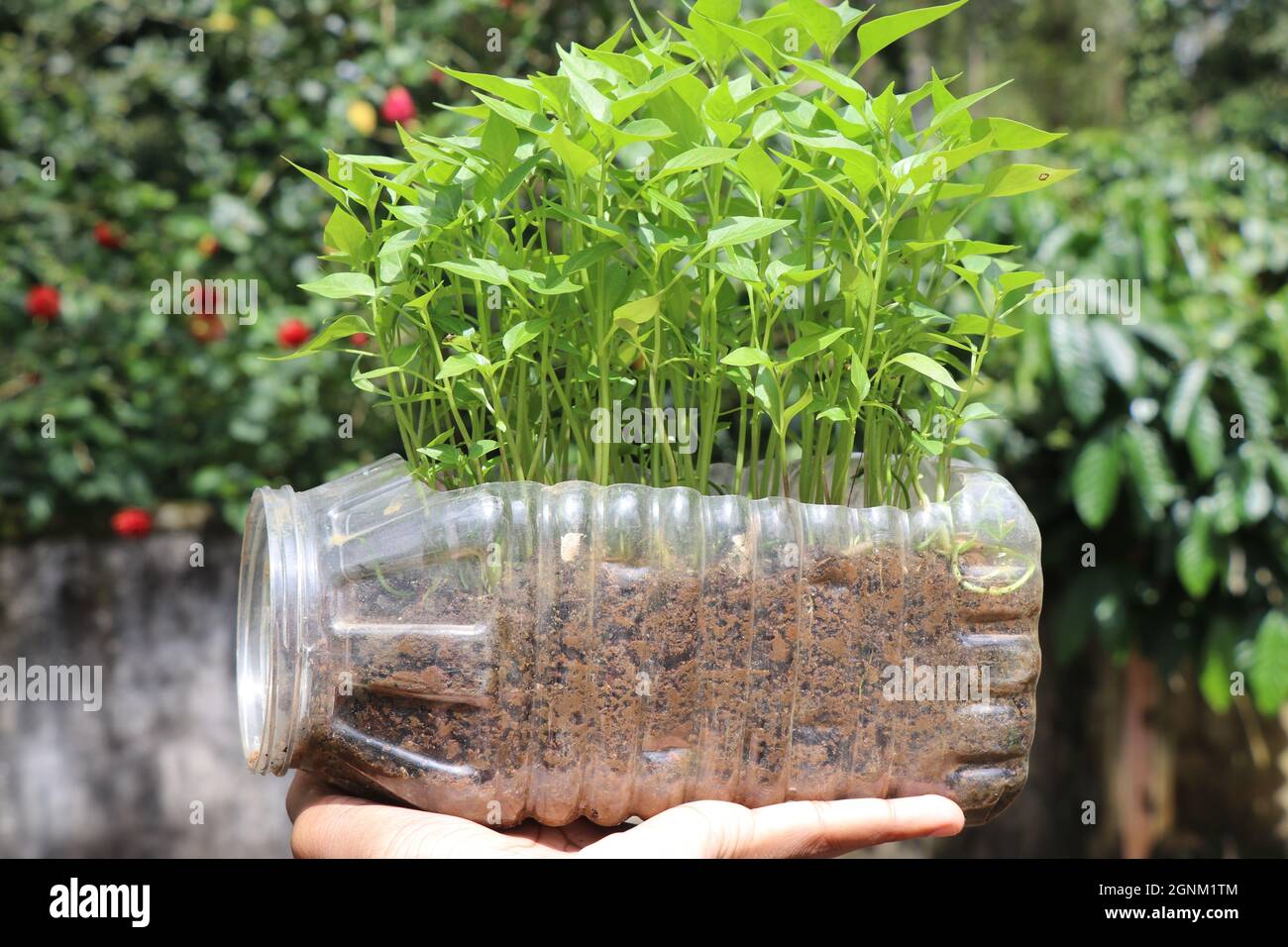 Plants de Chili cultivés sur une cuve en plastique recyclé, plantes fraîches et jeunes cultivées sur une cuve à déchets montrant le meilleur hors du concept de déchets Banque D'Images