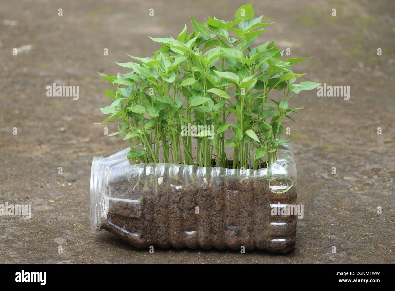 Plants de piment cultivés sur un contenant de déchets en plastique, petites plantes de piment prêtes à être plantées sur le sol Banque D'Images