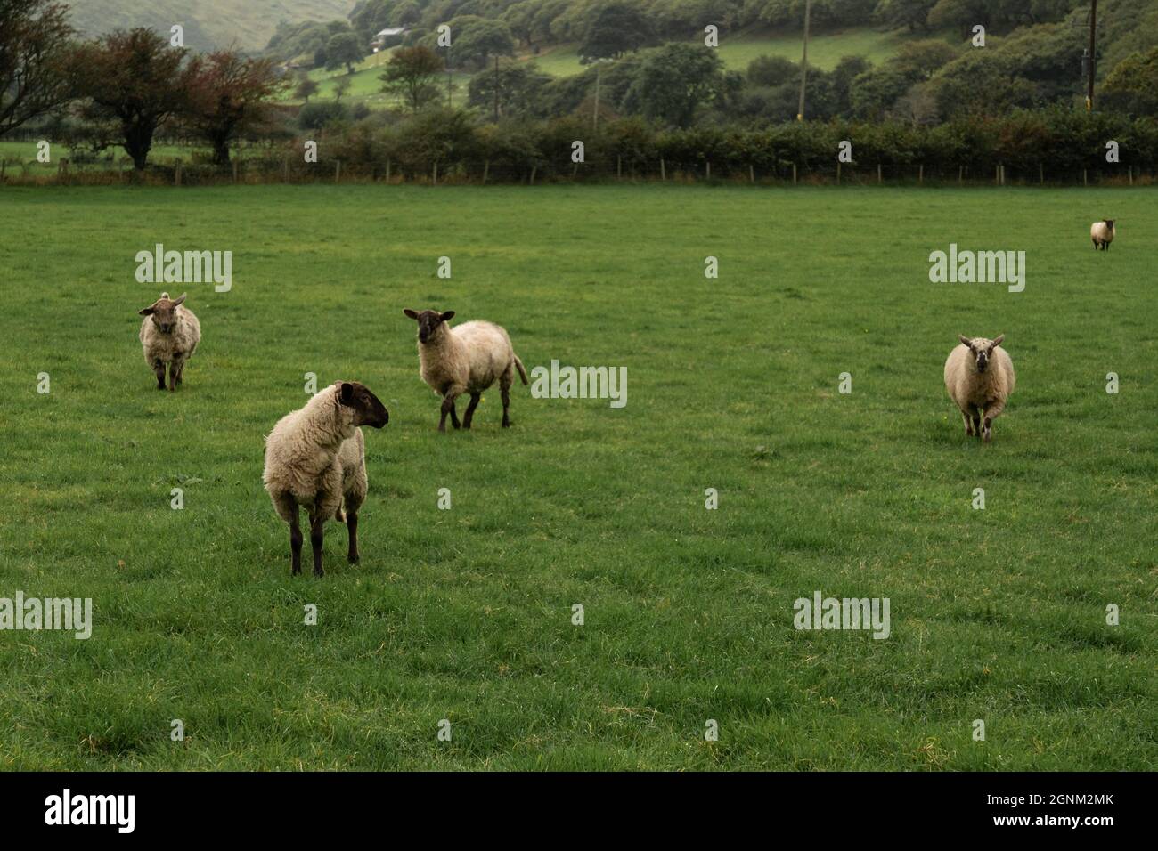 Moutons qui paissent dans les pâturages verts de campagne galloise avec des collines ondulantes Banque D'Images