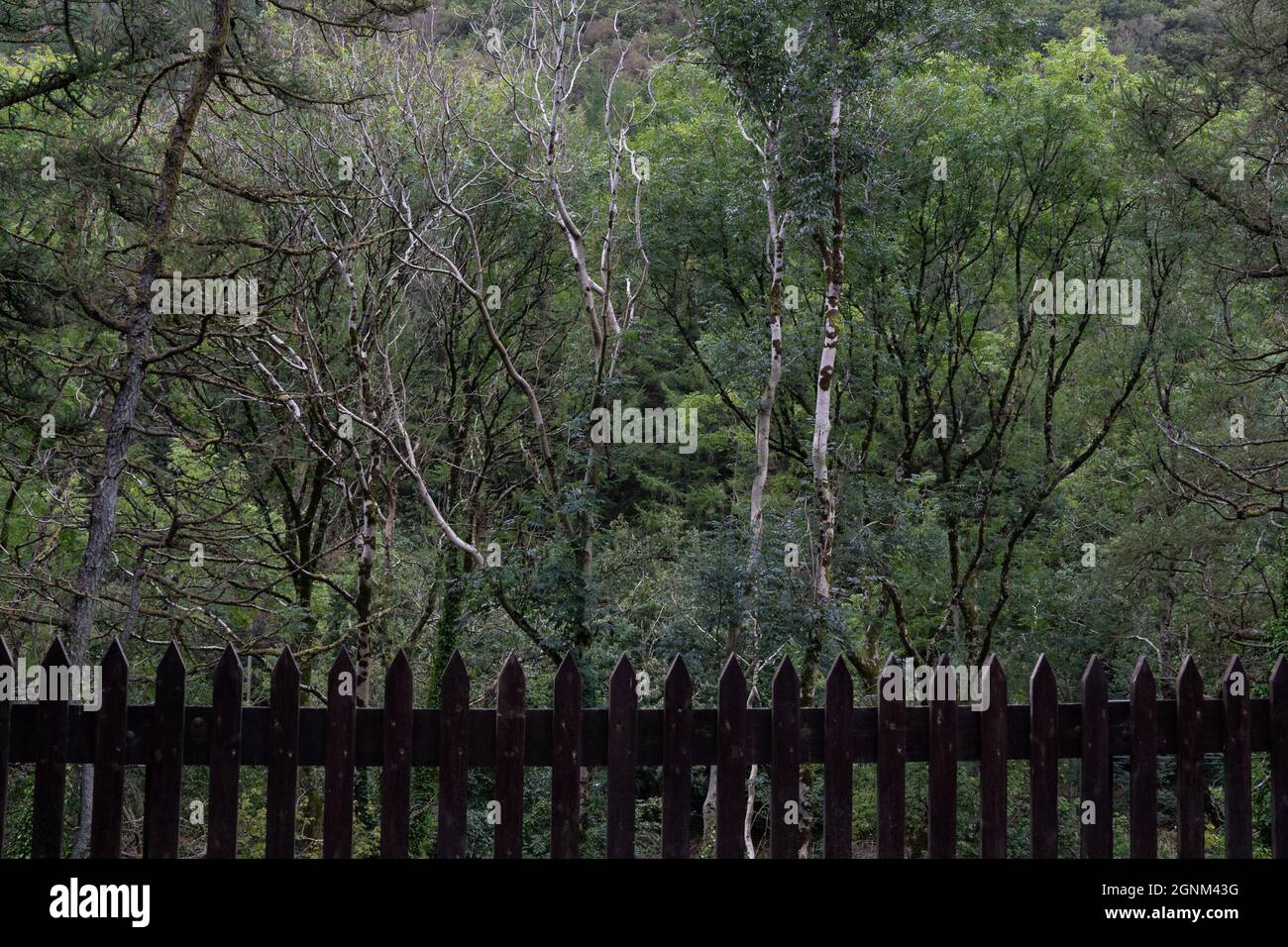 Clôture de piquet en bois sombre avec bois dense et arbres en arrière-plan Banque D'Images