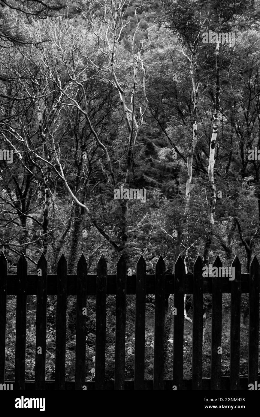 Scène boisée noire et blanche avec clôture de piquet en bois au premier plan Banque D'Images