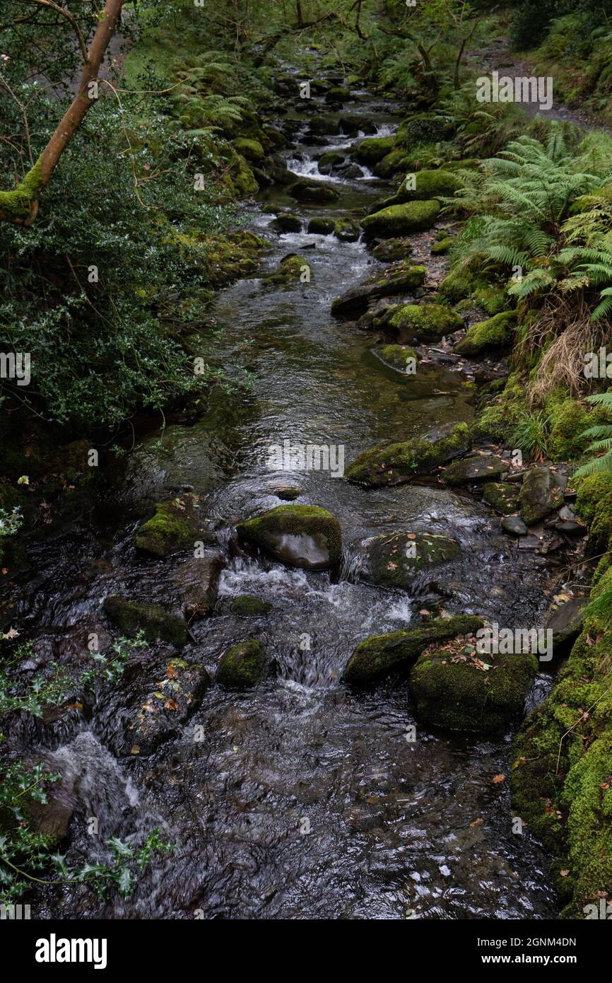 Ruisseau boisé tranquille qui coule à travers des rochers couverts de mousse et des fougères verdoyantes dans la campagne galloise Banque D'Images