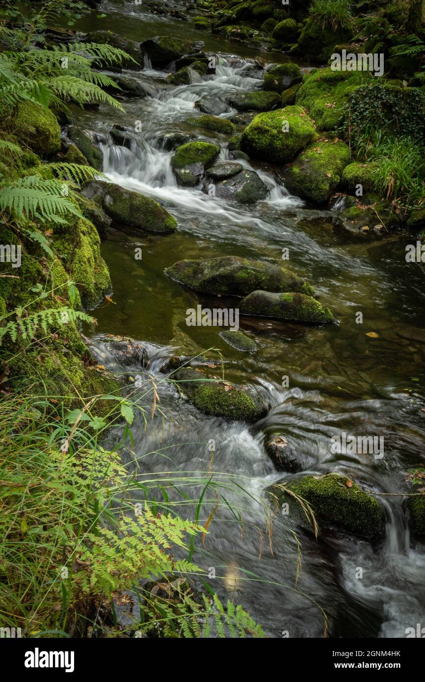 Roches couvertes de mousse dans un ruisseau gallois en cascade entouré de fougères luxuriantes Banque D'Images