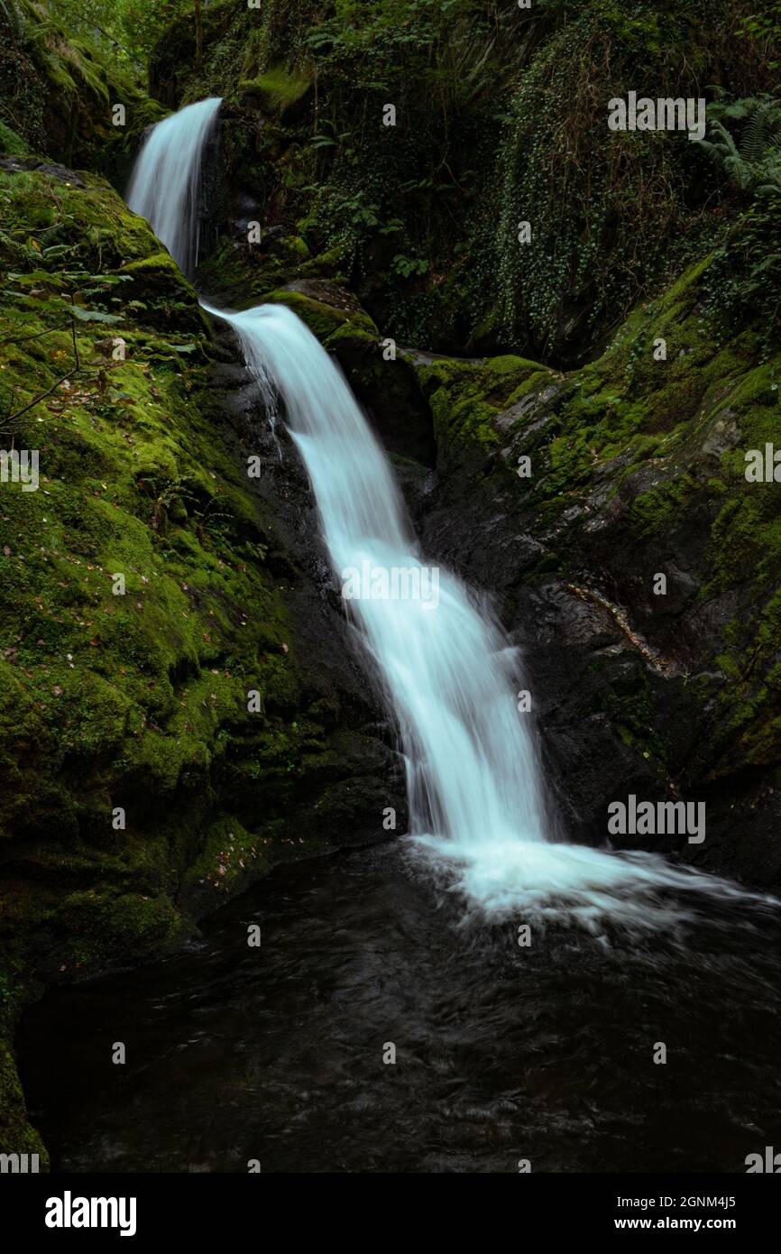 Cascade coulant à travers des rochers couverts de mousse dans la forêt galloise luxuriante Banque D'Images