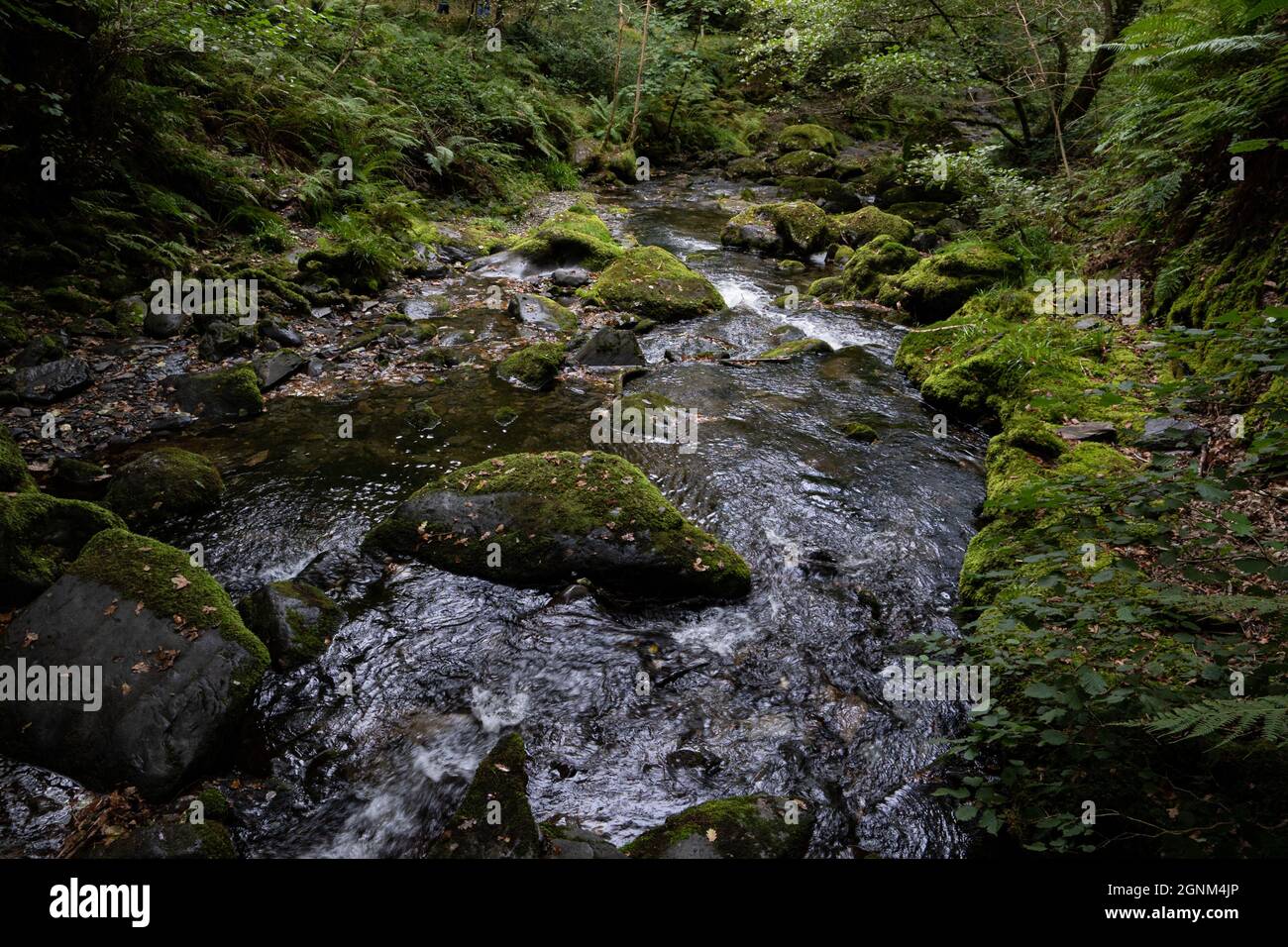 Roches couvertes de mousse dans un ruisseau boisé entouré de fougères luxuriantes et de végétation forestière Banque D'Images