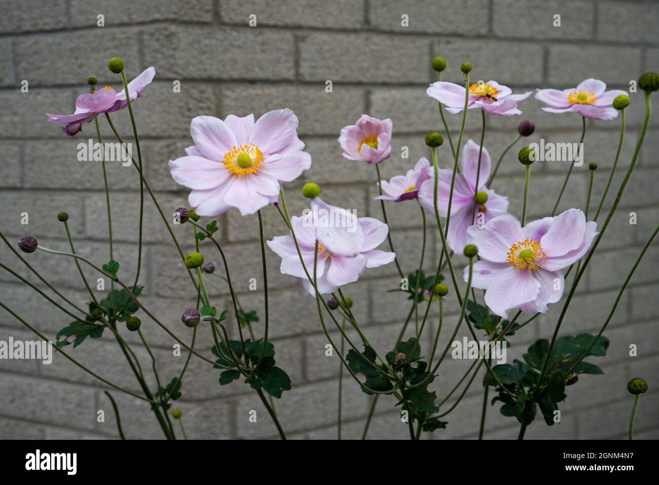 Délicates fleurs d'anémone japonaise rose fleurissant contre le mur de pierre dans le jardin d'automne Banque D'Images