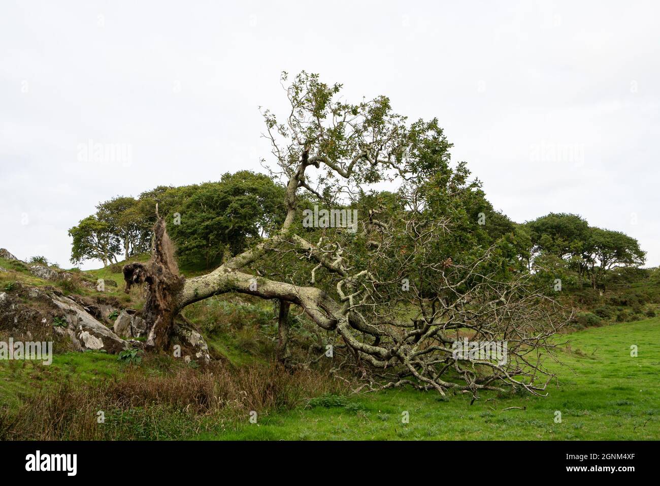 Ancien arbre noueux avec des branches tordues dans le paysage de campagne galloise Banque D'Images