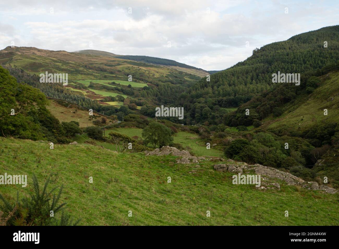 Collines verdoyantes et vallées dans la campagne galloise avec des murs de pierre et des forêts Banque D'Images