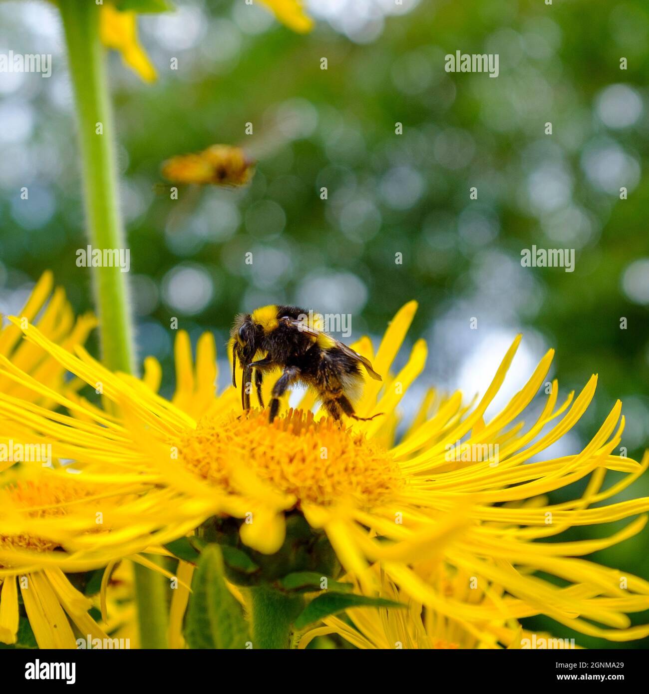 Gros plan d'une abeille Bumble sur une fleur jaune Banque D'Images