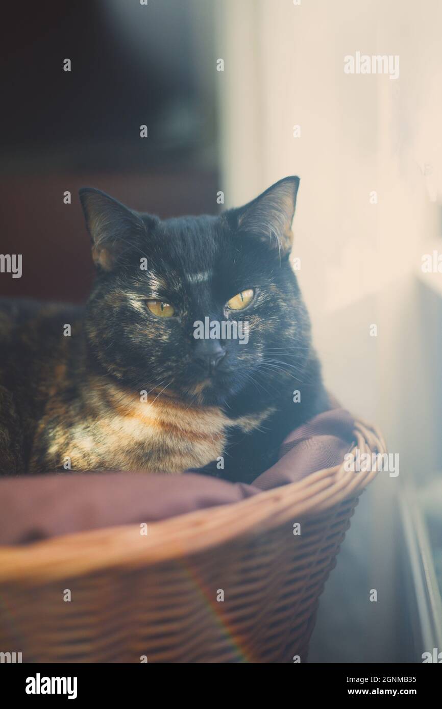 gros plan d'un petit chat tortoiseshell reposant dans un panier Banque D'Images