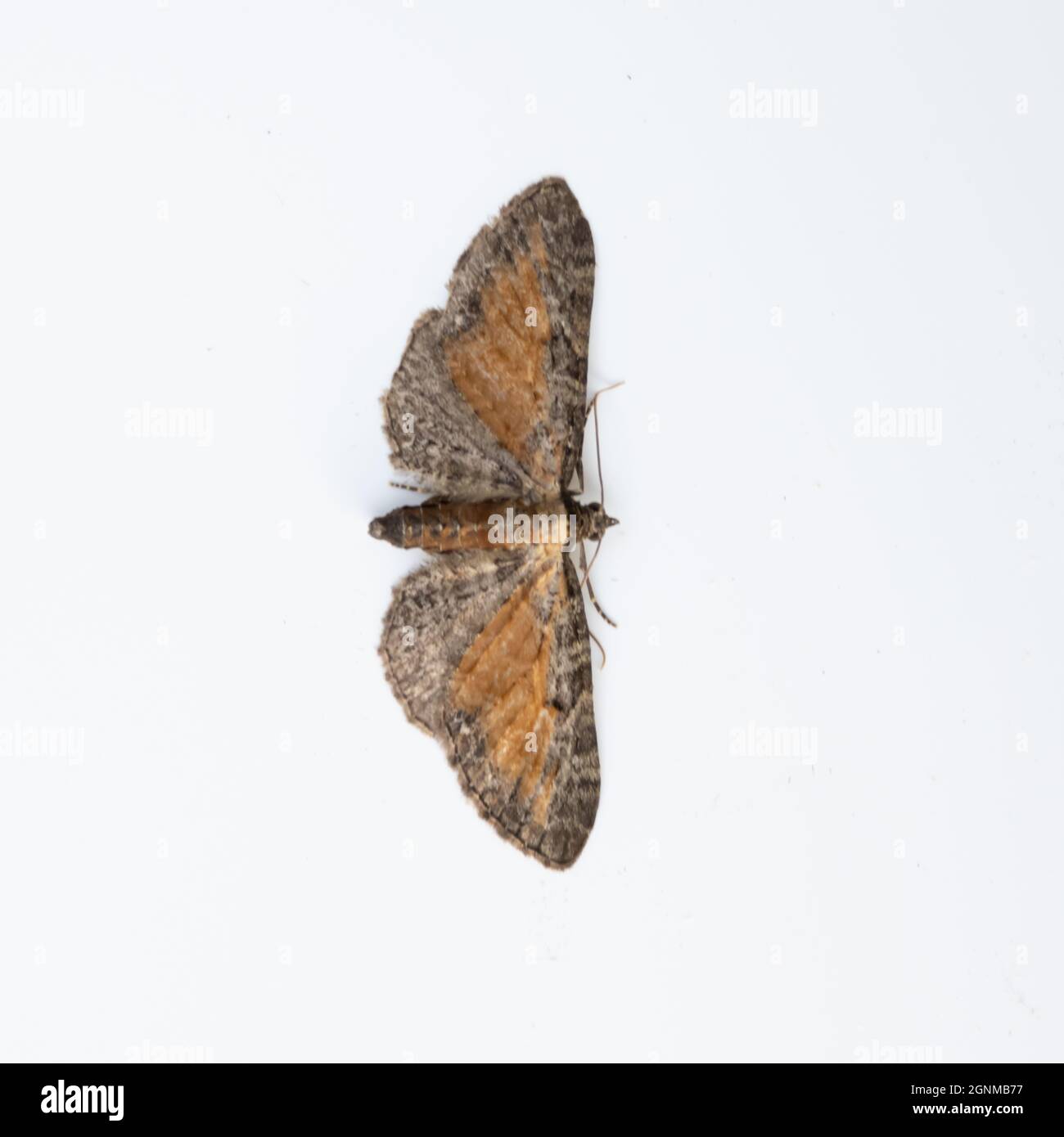 Eupitecia icterata, le Moth de la papule tawny, sur fond blanc. Banque D'Images