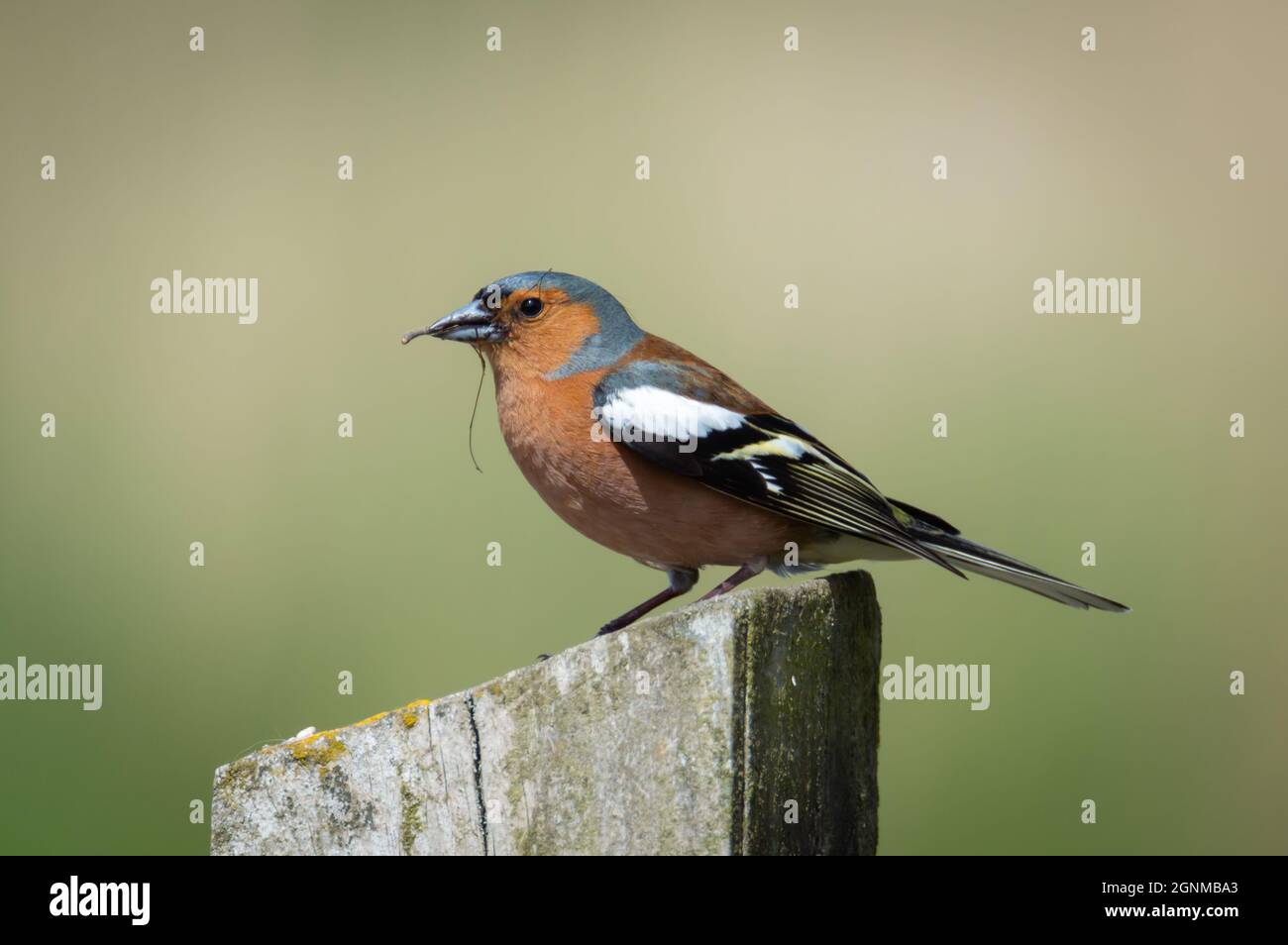 Chaffinch mangeant un crâne Banque D'Images