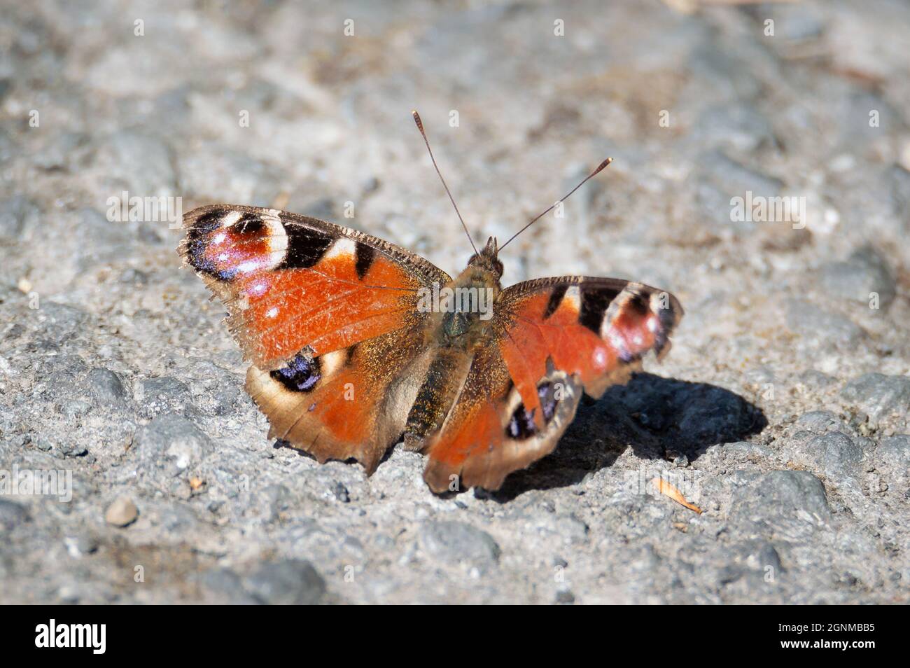 Papillon de paon légèrement taté sur sol pierreux Banque D'Images