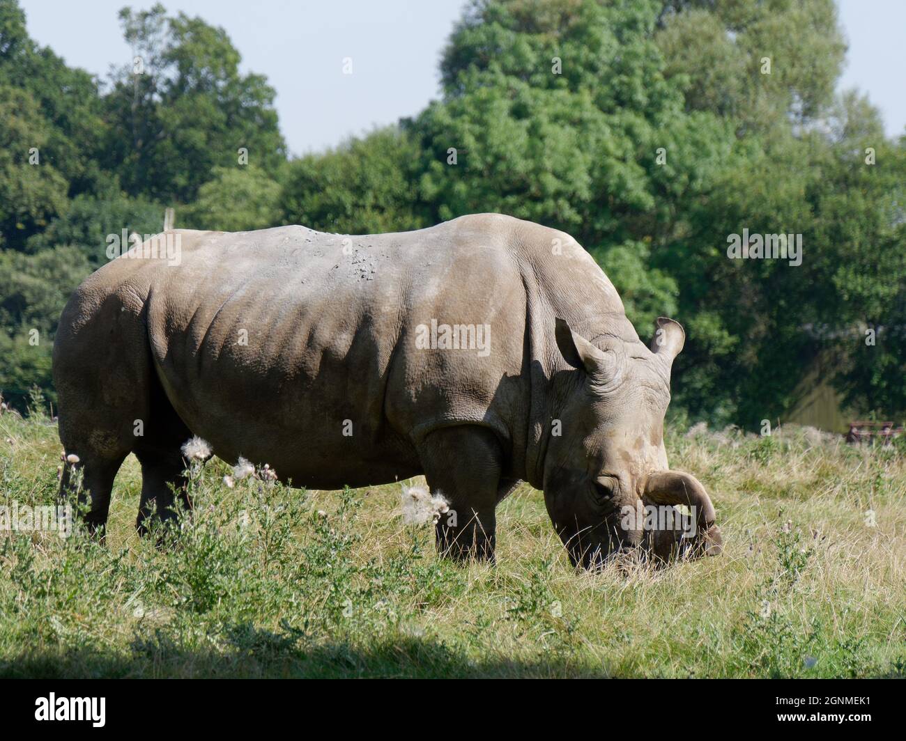Rhino blanc pâturage dans un champ Banque D'Images
