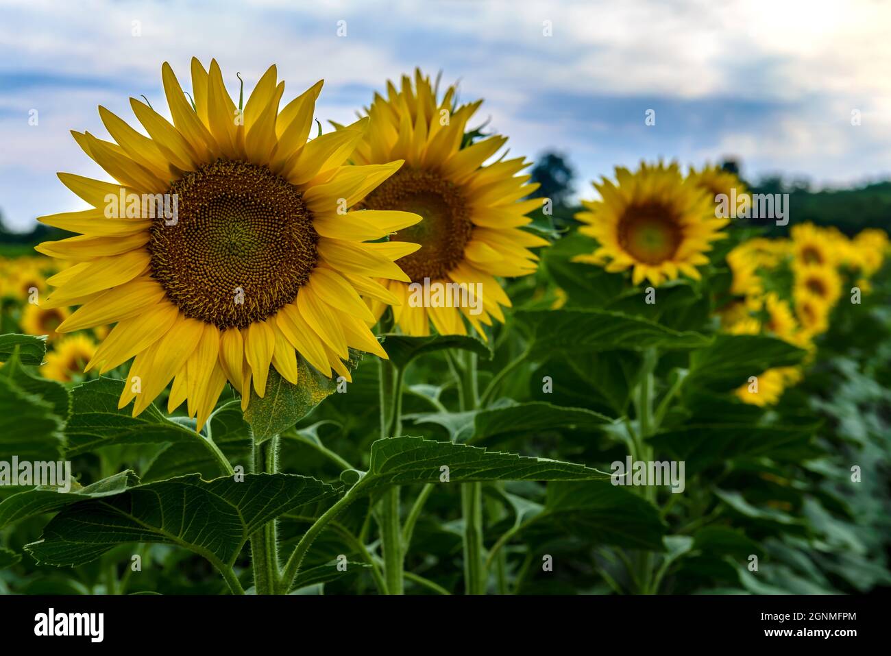 Un champ de tournesols fleuris lors d'une journée d'été ensoleillée avec un fond de ciel bleu. Banque D'Images