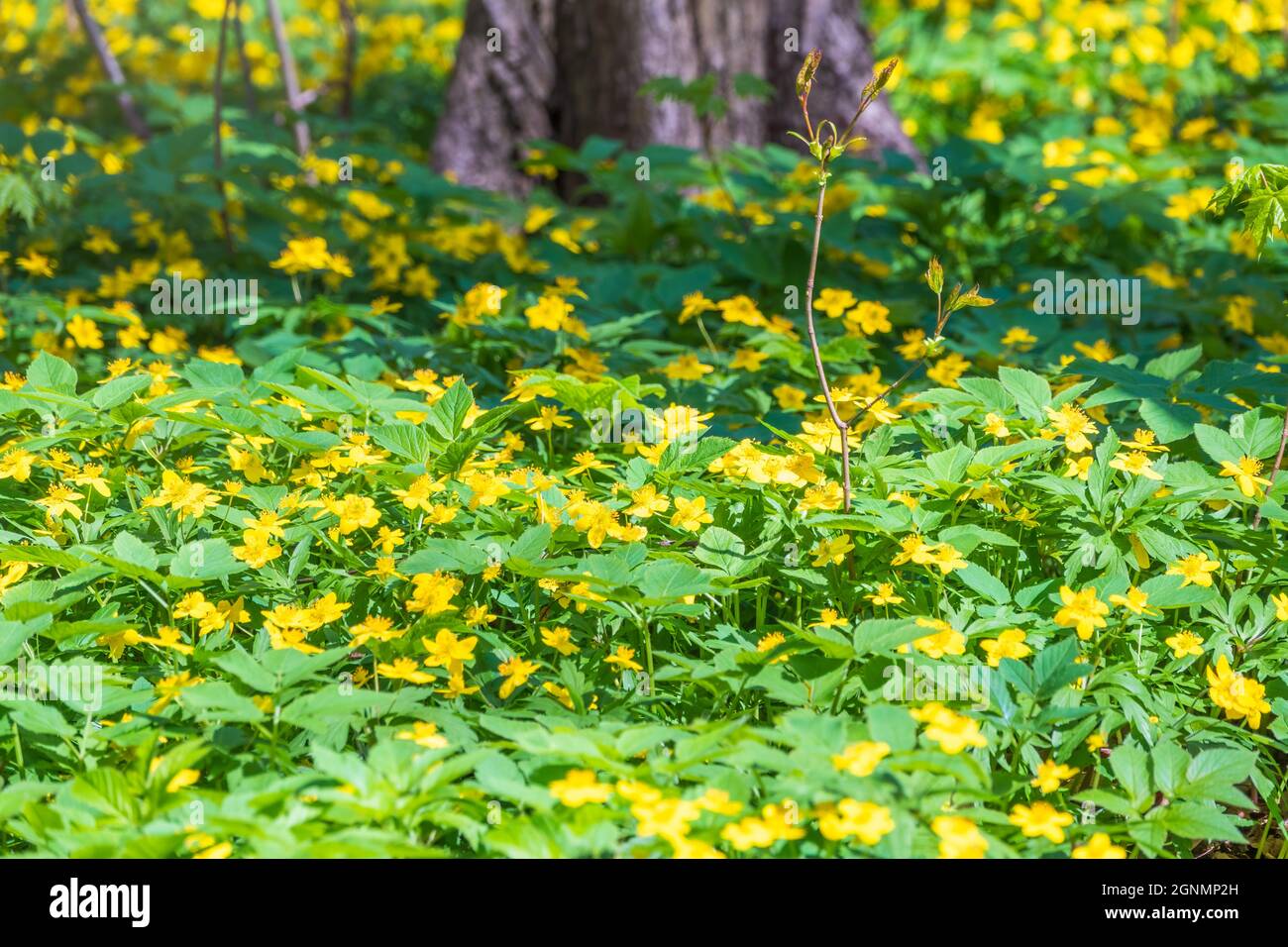 Fleurs jaunes de printemps - anémone ranunculides, anémone jaune, anémone  de bois jaune ou anémone de buttercup. Un champ de fleurs de bois jaune de  printemps Photo Stock - Alamy