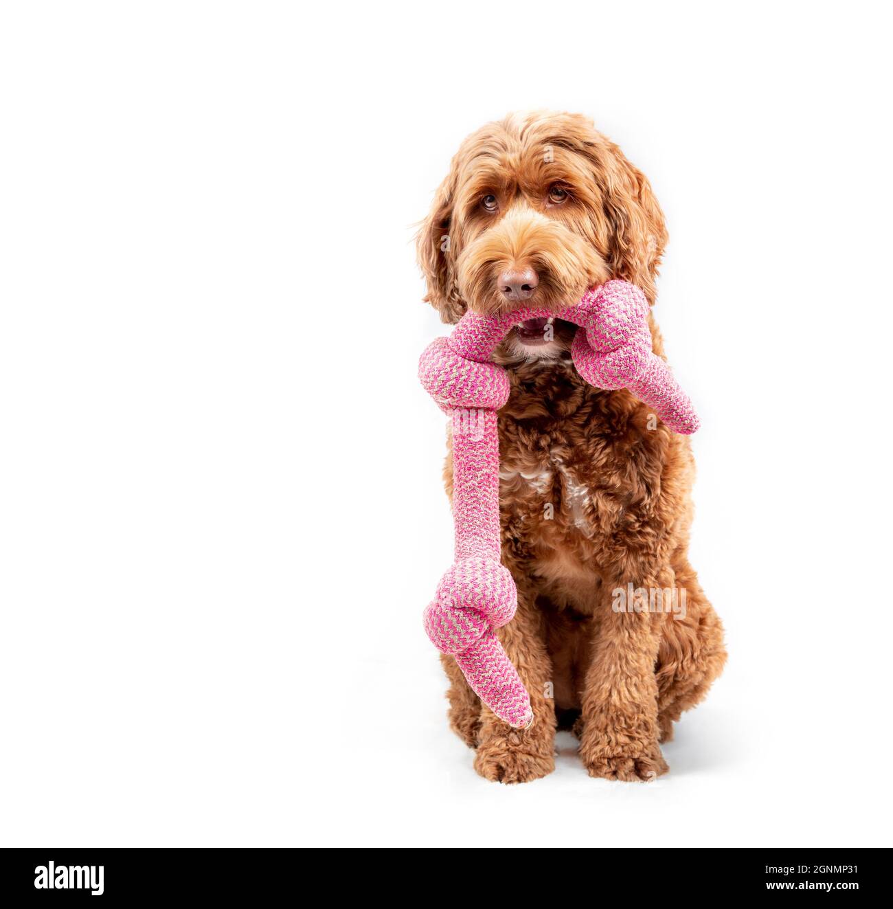 Chien assis isolé avec jouet de corde bancale dans la bouche tout en regardant l'appareil photo. Adorable chien de Labradoodle féminin avec un grand jouet à mâcher noué rose en PE ouvert Banque D'Images