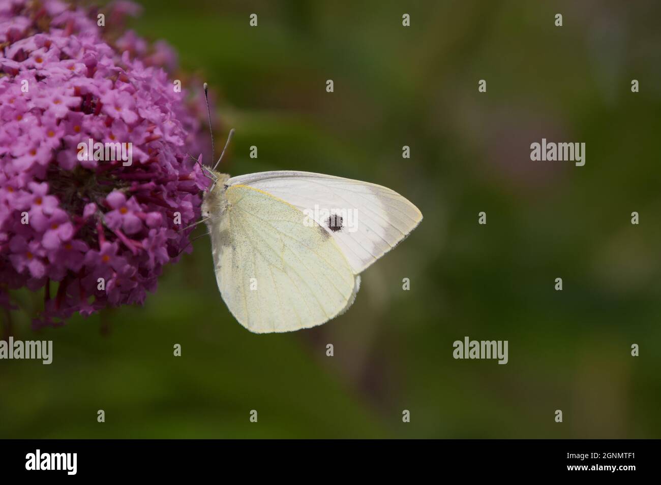 Le grand papillon blanc (Pieris brassicae) s'assit sur des fleurs violettes à Horsey Mere, Norfolk, Royaume-Uni Banque D'Images