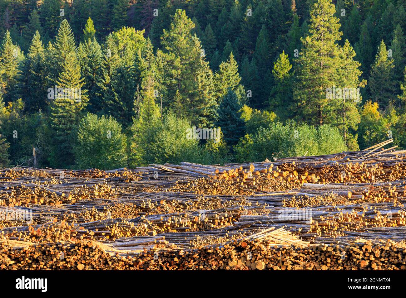 Couper du bois de sciage de bois abattus dans une pile dans une scierie de Midway, British Columbia, Canada. L'exploitation forestière de bois d'industrie est une activité commerciale très importante pour t Banque D'Images