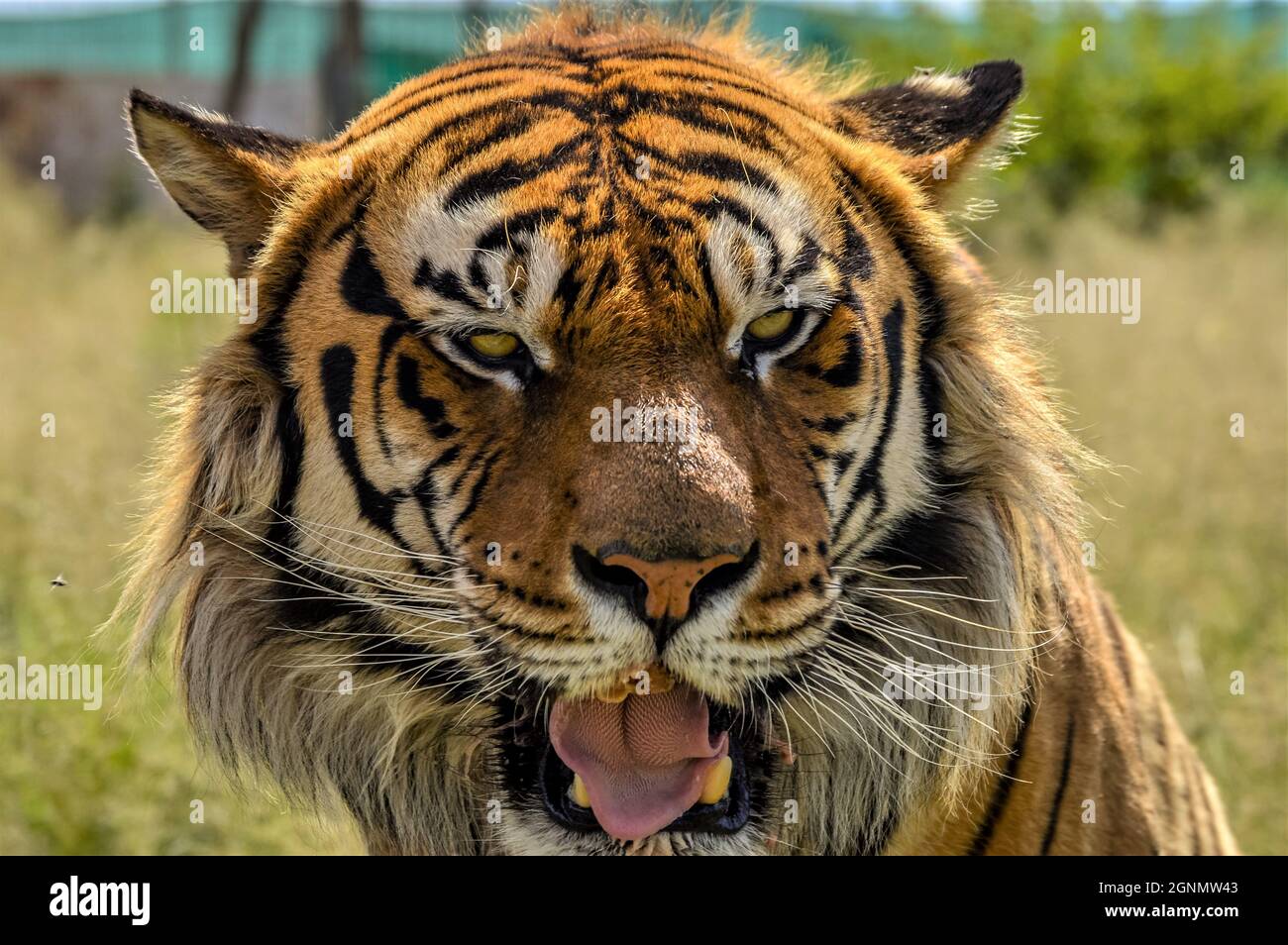 Portrait d'un magnifique tigre du Bengale dans la réserve sud-africaine Banque D'Images