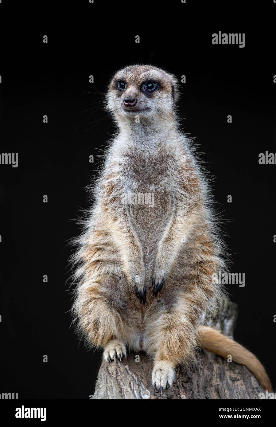 Meerkat sur fond noir Banque D'Images