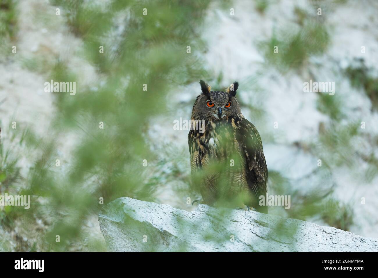 Un grand hibou marron se trouve sur la roche. Bubo Bubo, gros plan. La chouette-aigle eurasienne Banque D'Images