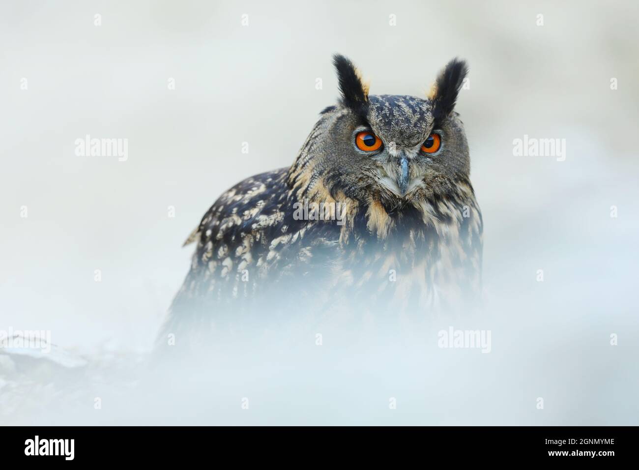 Un grand hibou marron se trouve sur la roche. Bubo Bubo, gros plan. La chouette-aigle eurasienne Banque D'Images