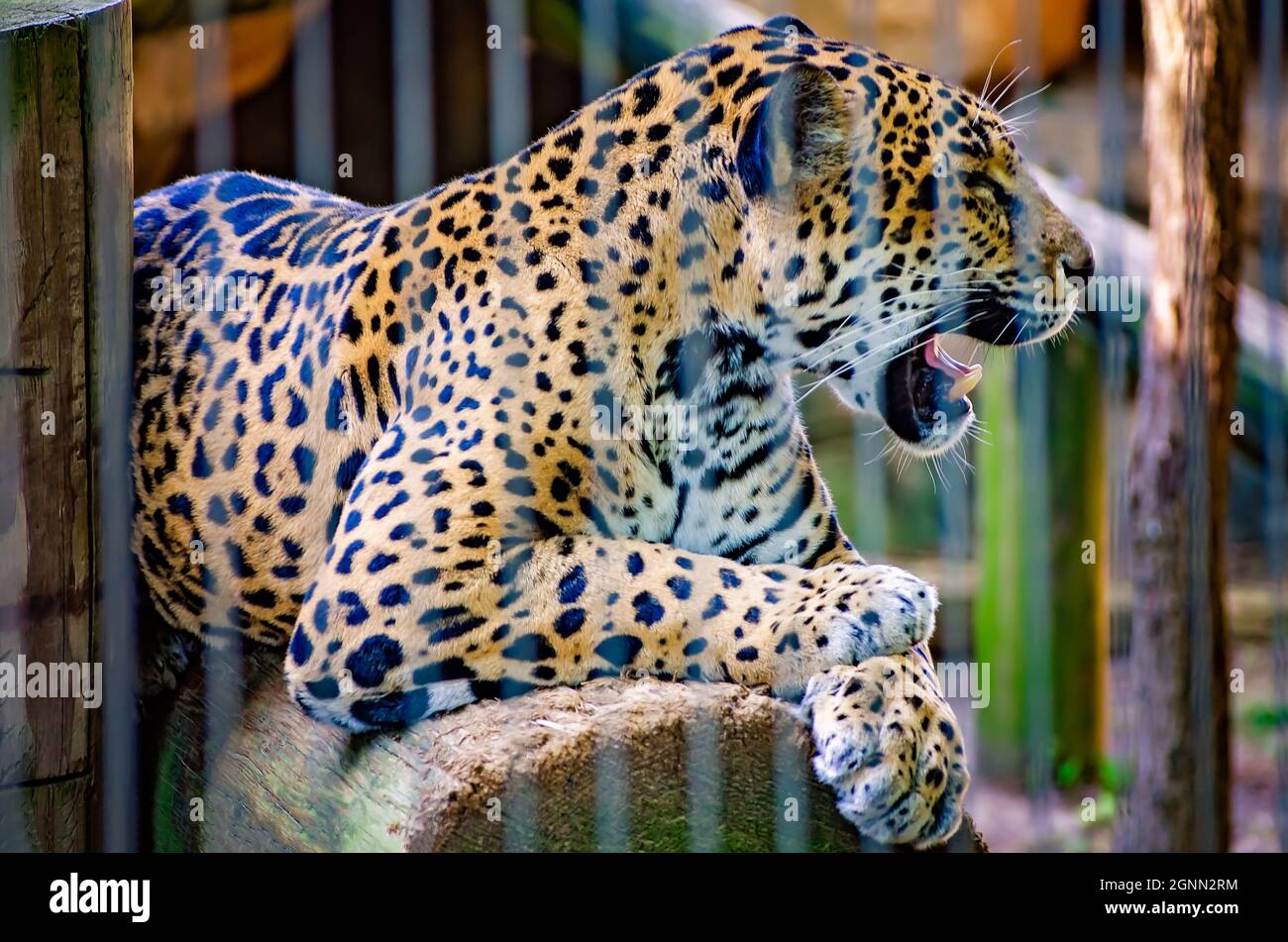 Une jaguar (Panthera onca) repose sur une bûche au zoo de Memphis, le 8 septembre 2015, à Memphis, Tennessee. Banque D'Images