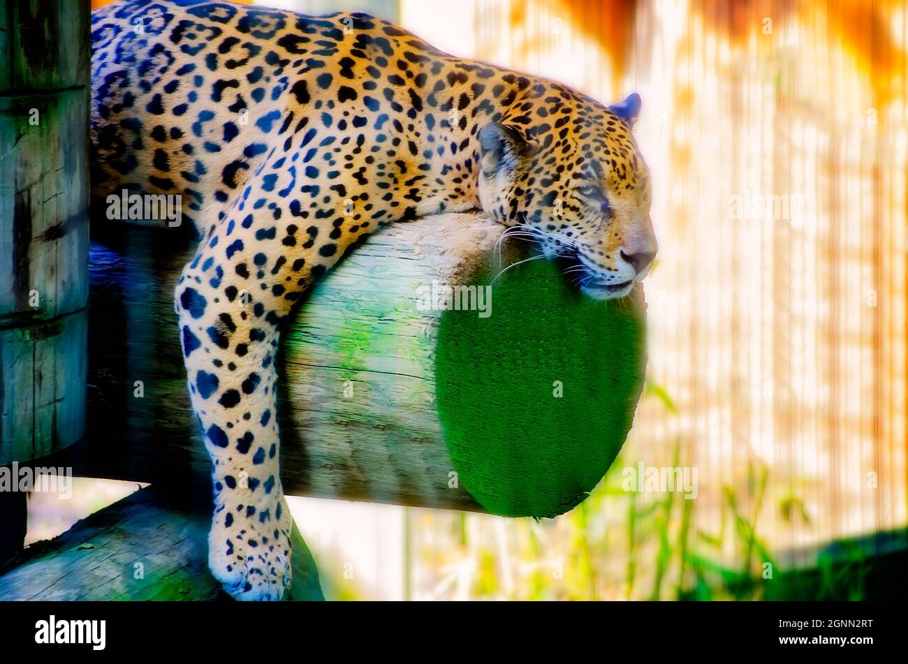 Une jaguar (Panthera onca) dort au Memphis Zoo, 8 septembre 2015, à Memphis, Tennessee. La jaguar fait partie du pays Cat de quatre hectares du zoo. Banque D'Images