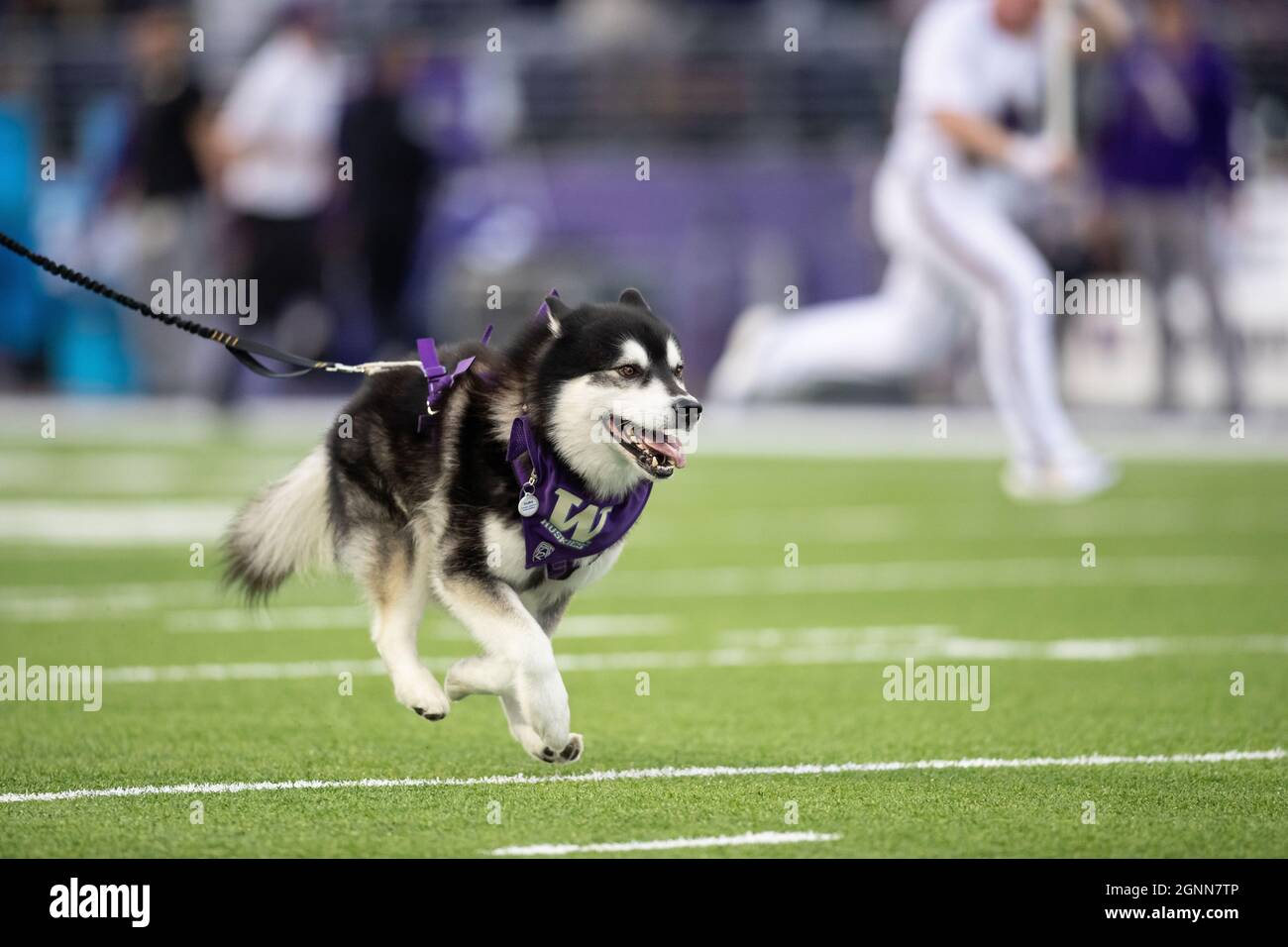 Dubs II mène les Huskies de Washington sur le terrain avant le 1er quart d'un match de football universitaire de la NCAA contre les Golden Bears de Californie, Sat Banque D'Images