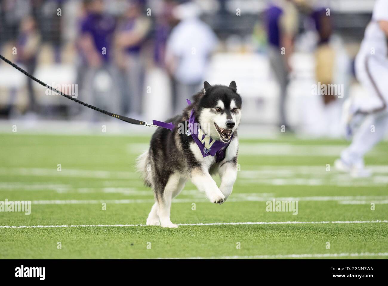 Dubs II mène les Huskies de Washington sur le terrain avant le 1er quart d'un match de football universitaire de la NCAA contre les Golden Bears de Californie, Sat Banque D'Images