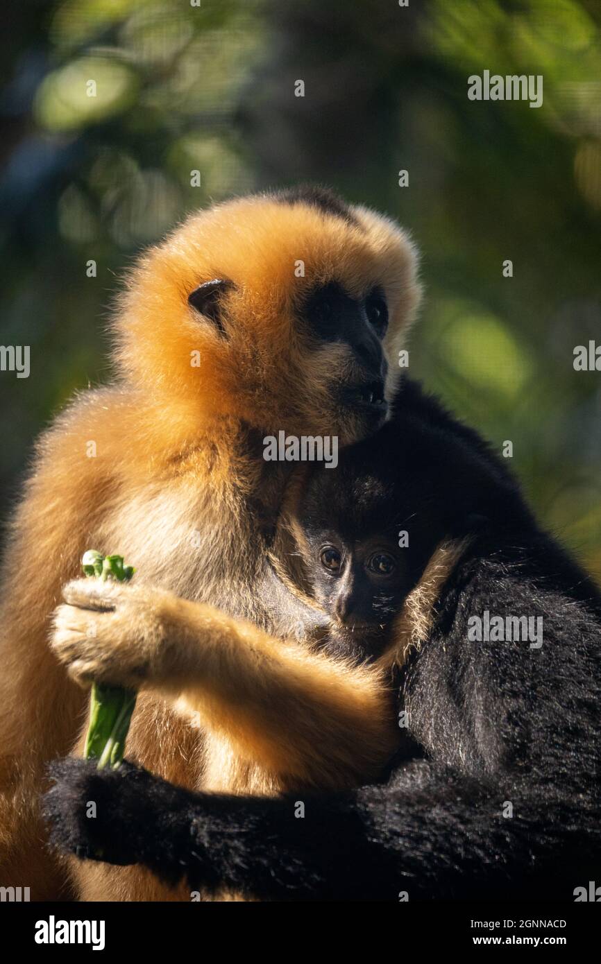 Monkey famille mère et fils tenant et s'embrassant mutuellement herbivore animal faune mignon singes cuddling Banque D'Images