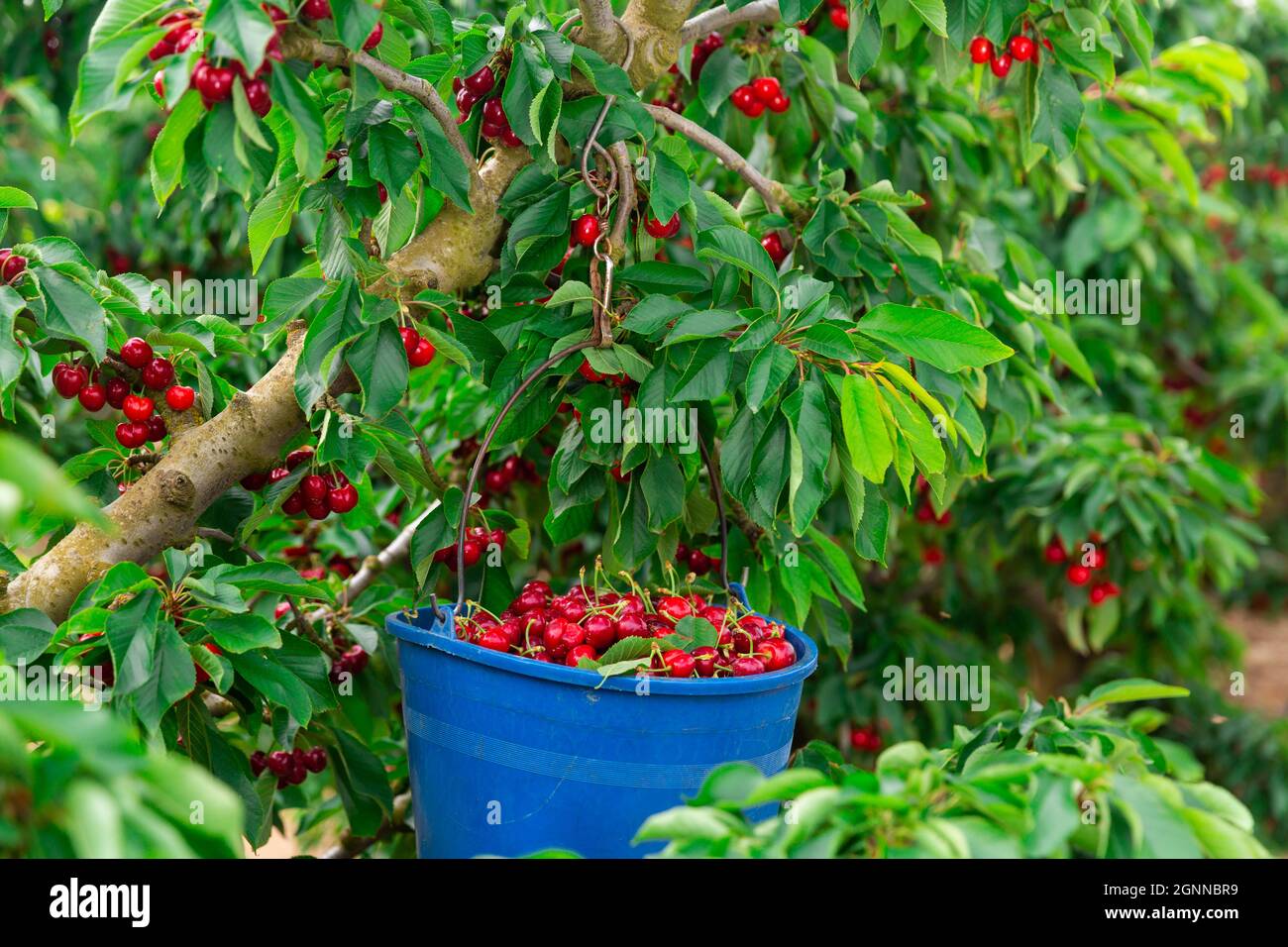 panier rempli de cerises rouges mûres Banque D'Images