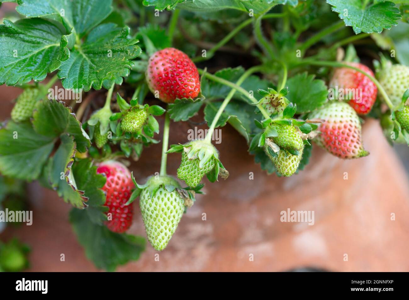 mûrir les fraises dans un pot de terre cuite Banque D'Images