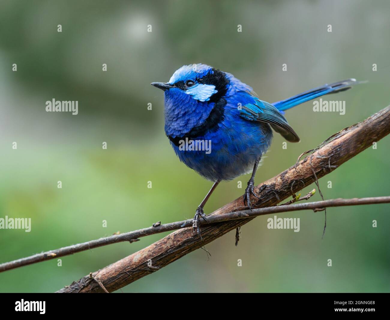 Le Splendid Fairywren (Malurus splendens) se trouve dans une grande partie de l'Australie. Vu ici est un mâle dans le plumage de reproduction en Australie occidentale. Banque D'Images