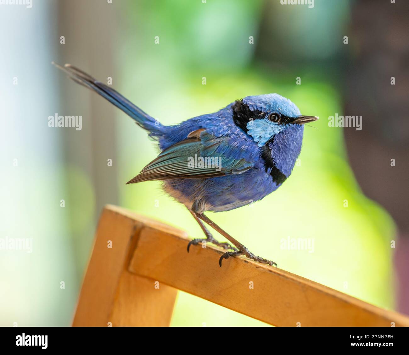 Le Splendid Fairywren (Malurus splendens) se trouve dans une grande partie de l'Australie. Vu ici est un mâle dans le plumage de reproduction en Australie occidentale. Banque D'Images