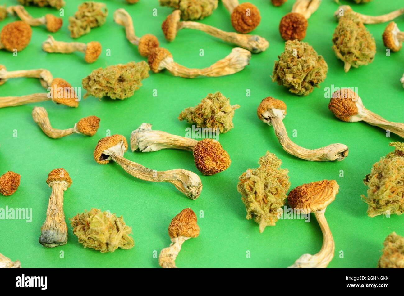 Sécher les champignons psilocybine sur fond vert, motif naturel. Champignons magiques psychédéliques Professeur d'or. Usage médical. Concept de microdosage. Banque D'Images