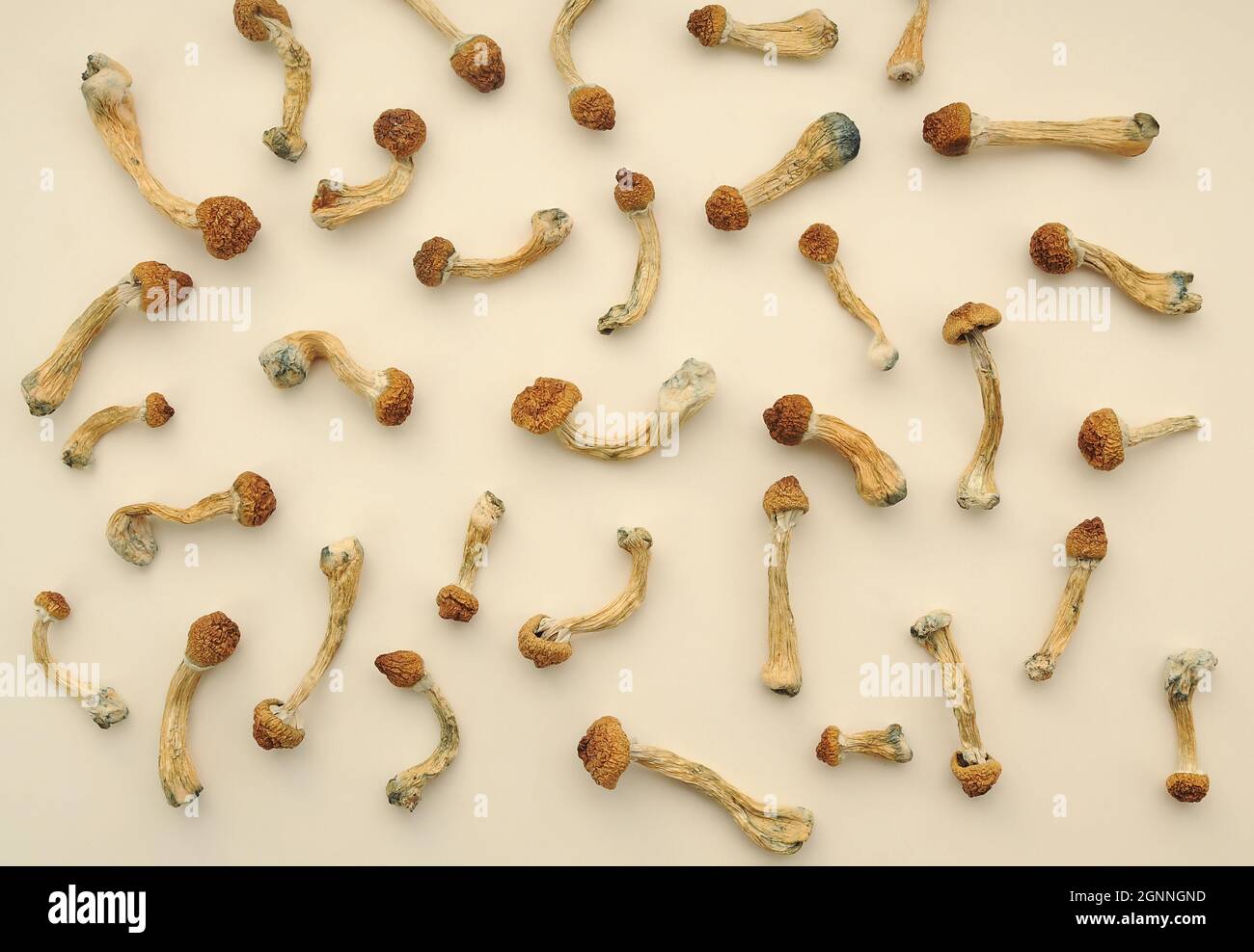 Patron des champignons Psilocybe Cubensis sur fond blanc. Psilocybin psychédélique magie champignons Golden enseignant. Vue de dessus, plan d'appartement. Micro-dosage c Banque D'Images